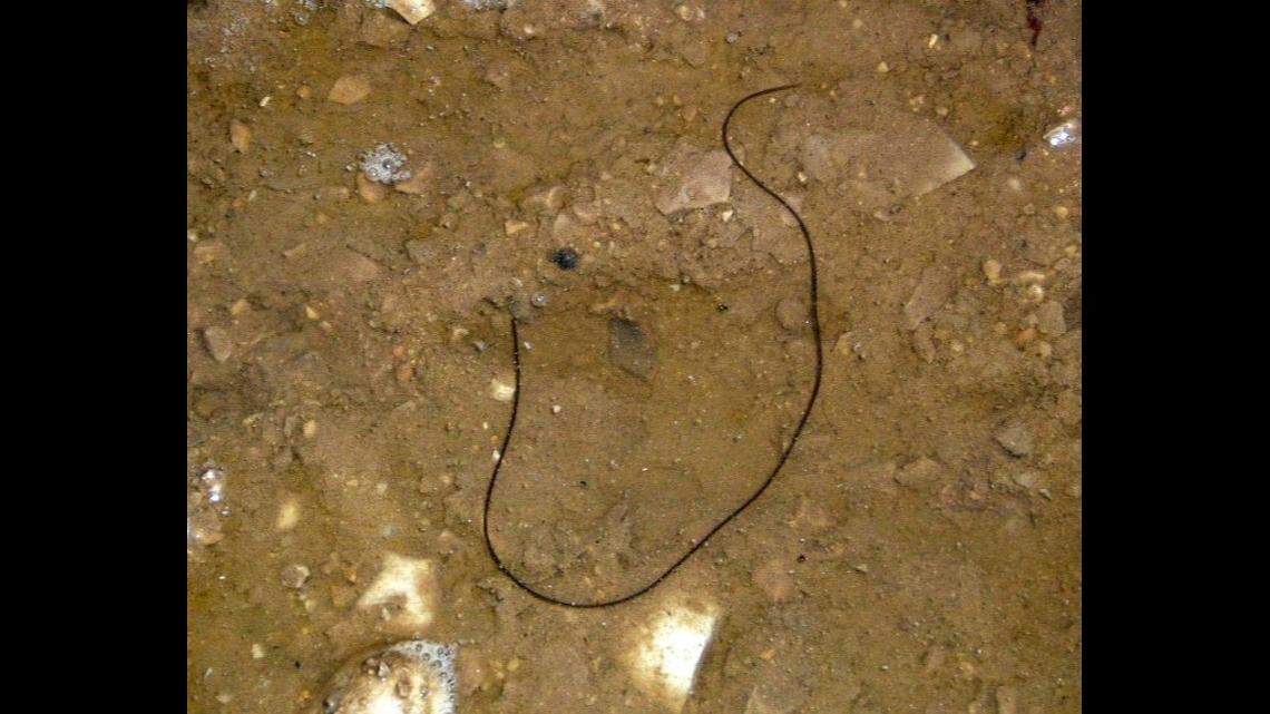 Carlsbad Caverns National Park says these worms are parasites that develop inside a host then explode out when it’s fully grown.