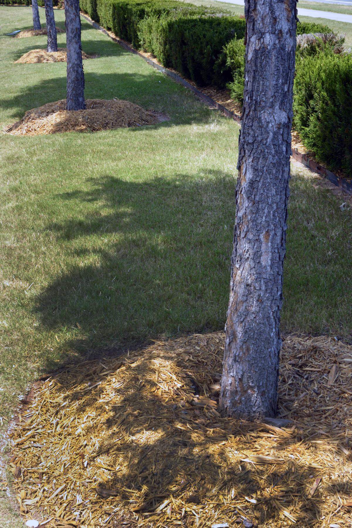Mulch volcanoes like this one around a Chinese pistachio shed irrigation water and rainfall from roots, and they give rodents safe harbor to gnaw at the bark. 