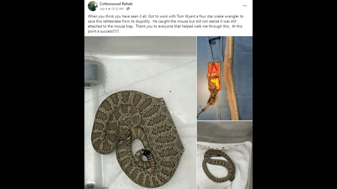 A prairie rattlesnake in New Mexico swallowed a mouse while it was trapped in mousetrap, and surgery was needed to remove it, rescuers say.