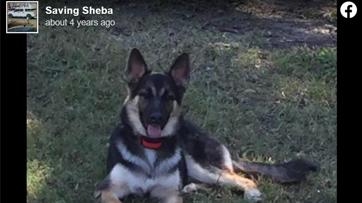 Sheba the German shepherd will be reunited with her Texas family after she was found over 600 miles away years after being stolen, officials said.