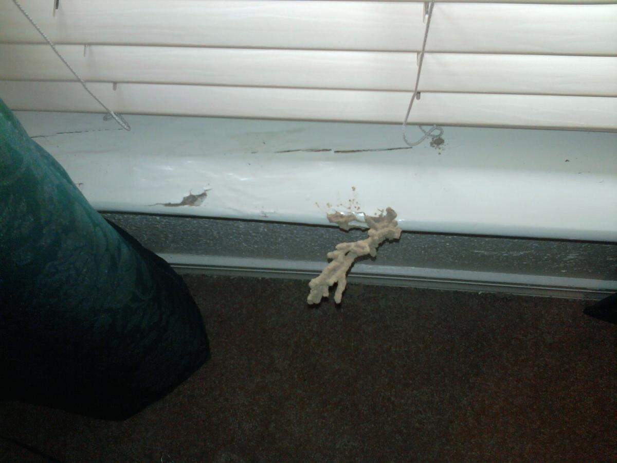 Mud tubes along a sindow sill.