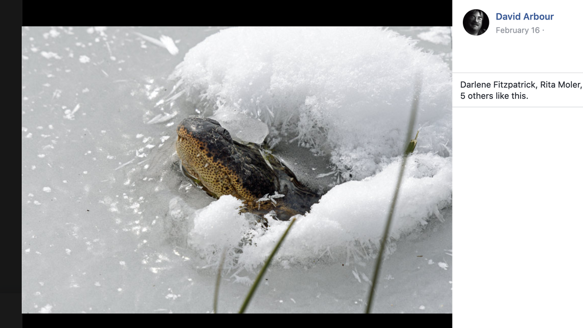An alligator is shown exhibiting a behavior called “icing” or “snorkeling” in an Oklahoma wetland.