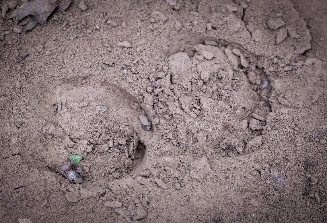 Bison tracks indicate the path the bison have taken at Fort Worth Nature Center and Refuge on Wednesday, April 15, 2026 in Fort Worth. David Reasoner, a natural resource technician at the Fort Worth Nature Center and Refuge, referred to the bison as “ghosts” because the tuck away and are often hard to spot.