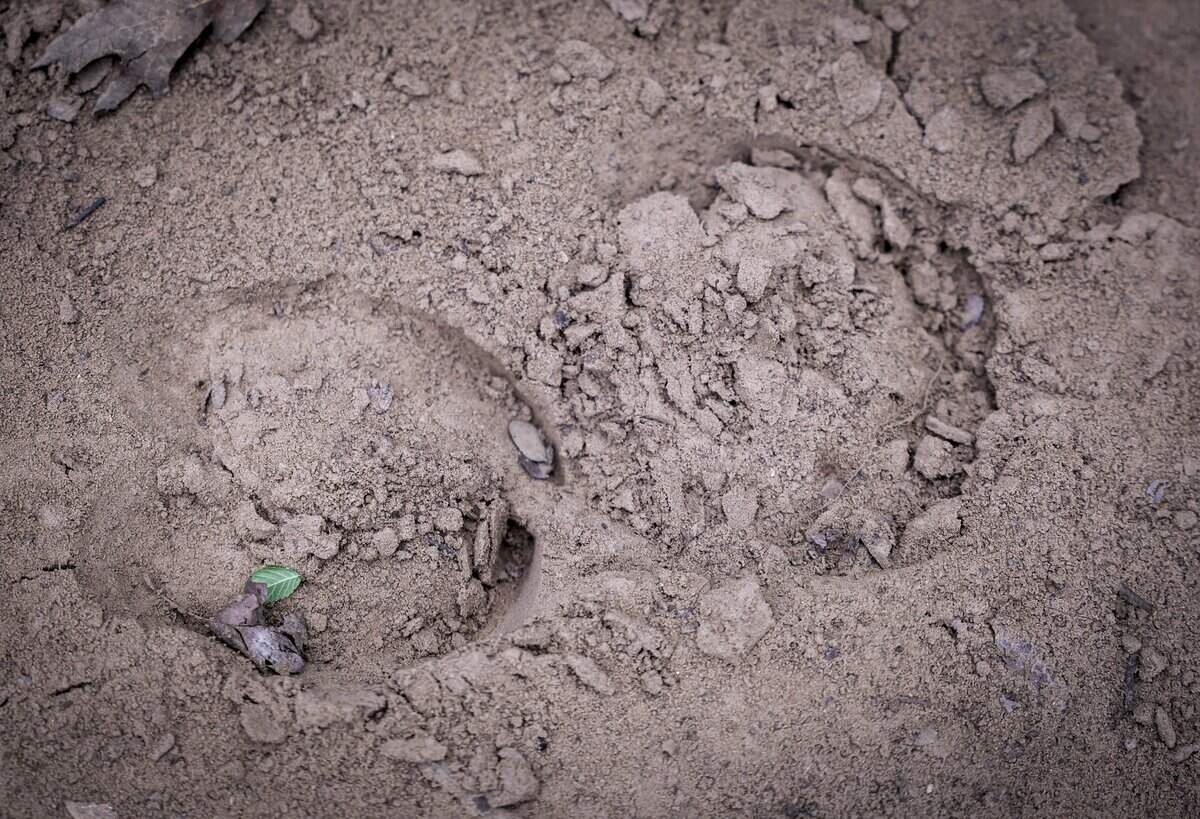 Bison tracks indicate the path the bison have taken at Fort Worth Nature Center and Refuge on Wednesday, April 15, 2026 in Fort Worth. David Reasoner, a natural resource technician at the Fort Worth Nature Center and Refuge, referred to the bison as “ghosts” because the tuck away and are often hard to spot.
