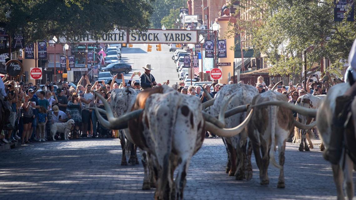 People line up to watch the morning cattle drive at the Stockyards Station in Fort Worth on Friday, Oct. 14, 2022.