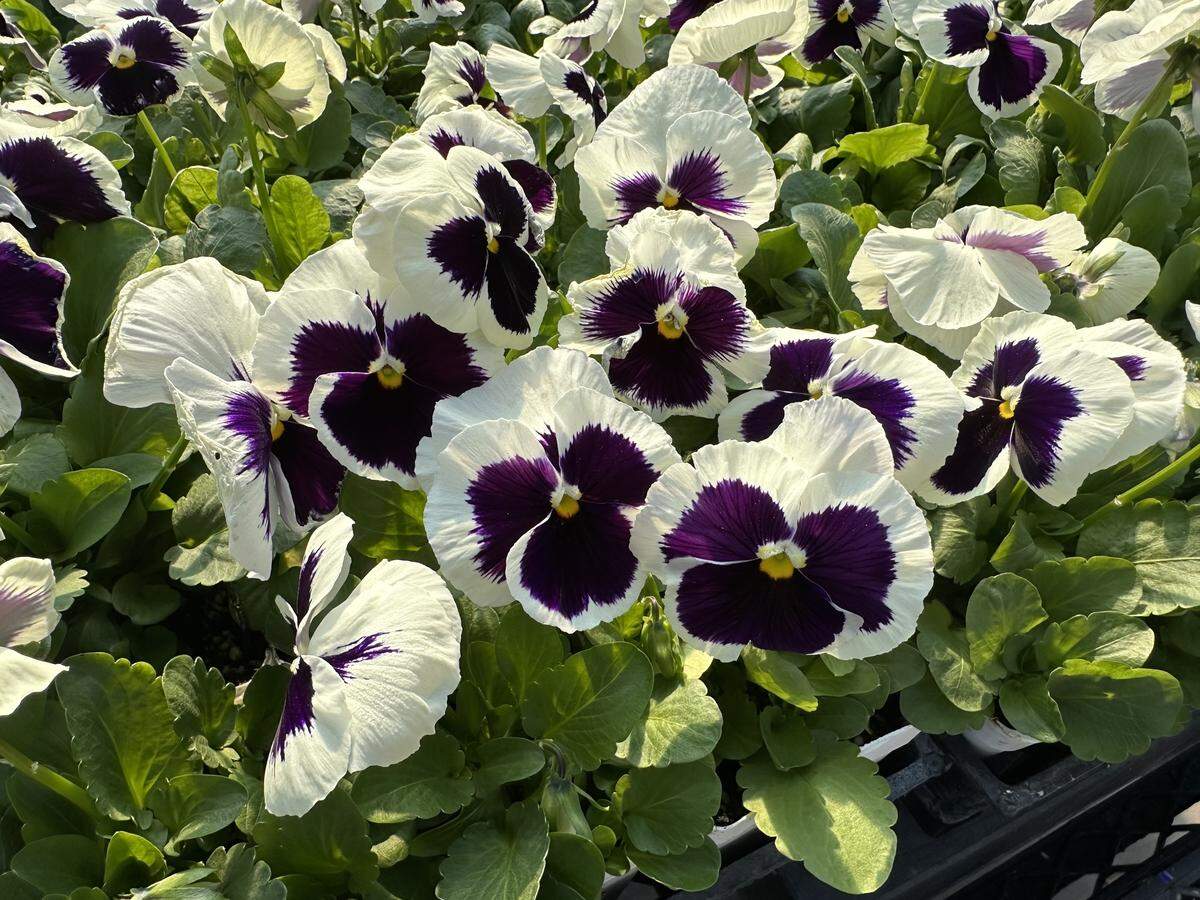 White pansies with maroon faces.