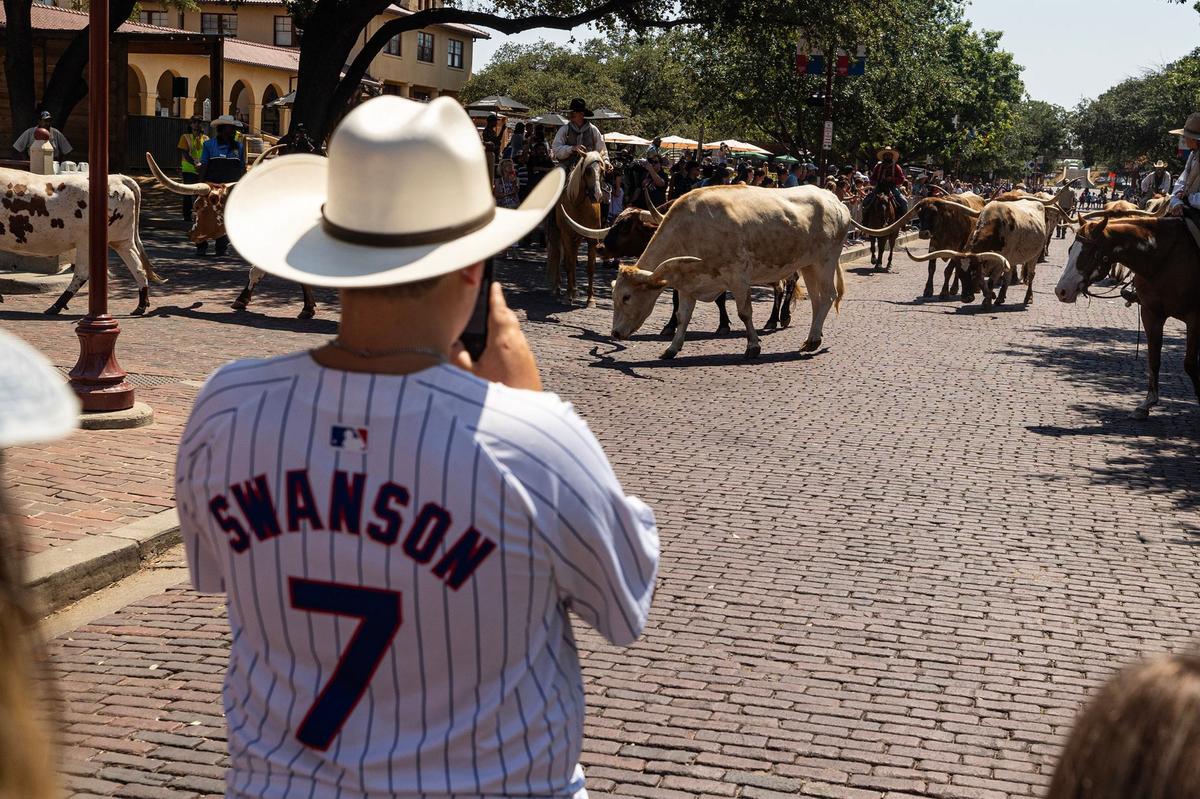 Chicago Cubs fan Ted Herek, 13, watches as the cattle drive make their way down the street surrounded by spectators in the historic Stockyards in Fort Worth on Thursday, July 11, 2024.