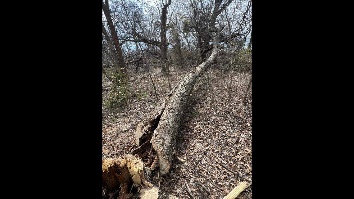 Federal officials are offering a reward for information that leads to the arrest and conviction of the person responsible for illegally destroying a bald eagle nest.