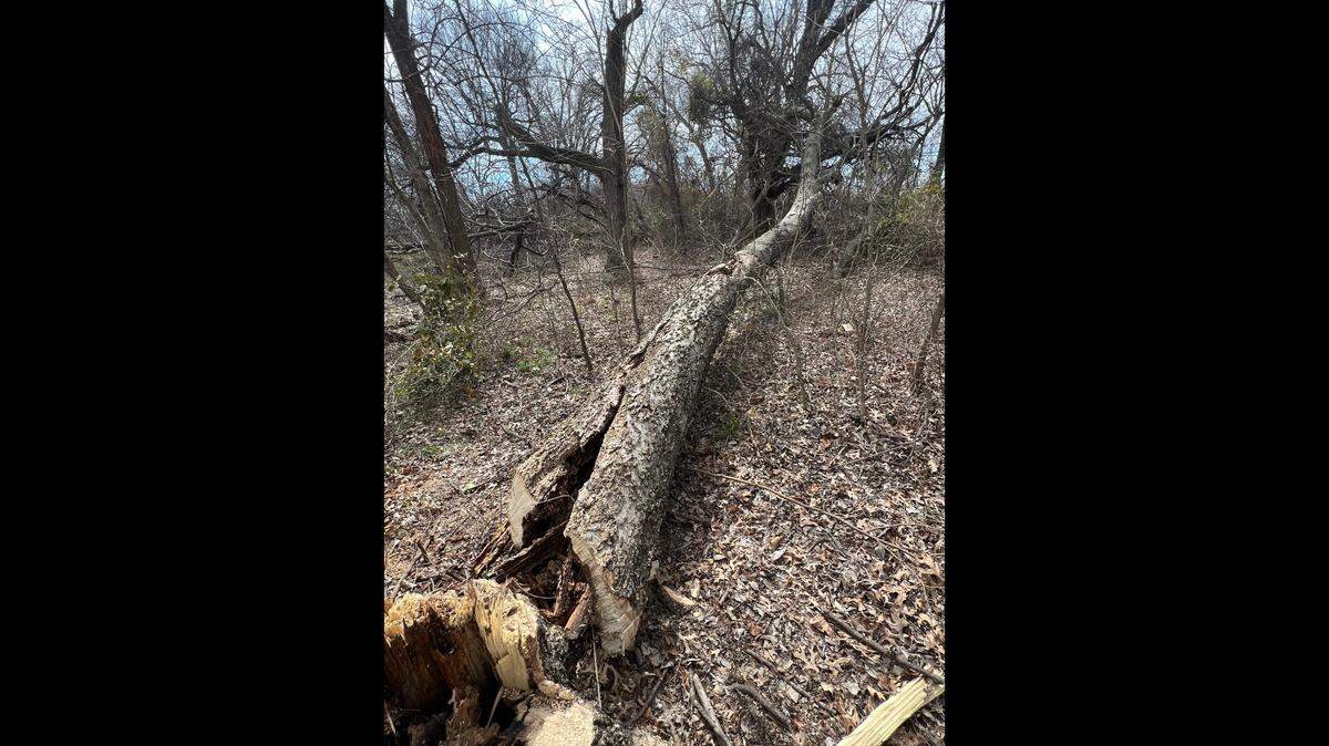 Federal officials are offering a reward for information that leads to the arrest and conviction of the person responsible for illegally destroying a bald eagle nest.