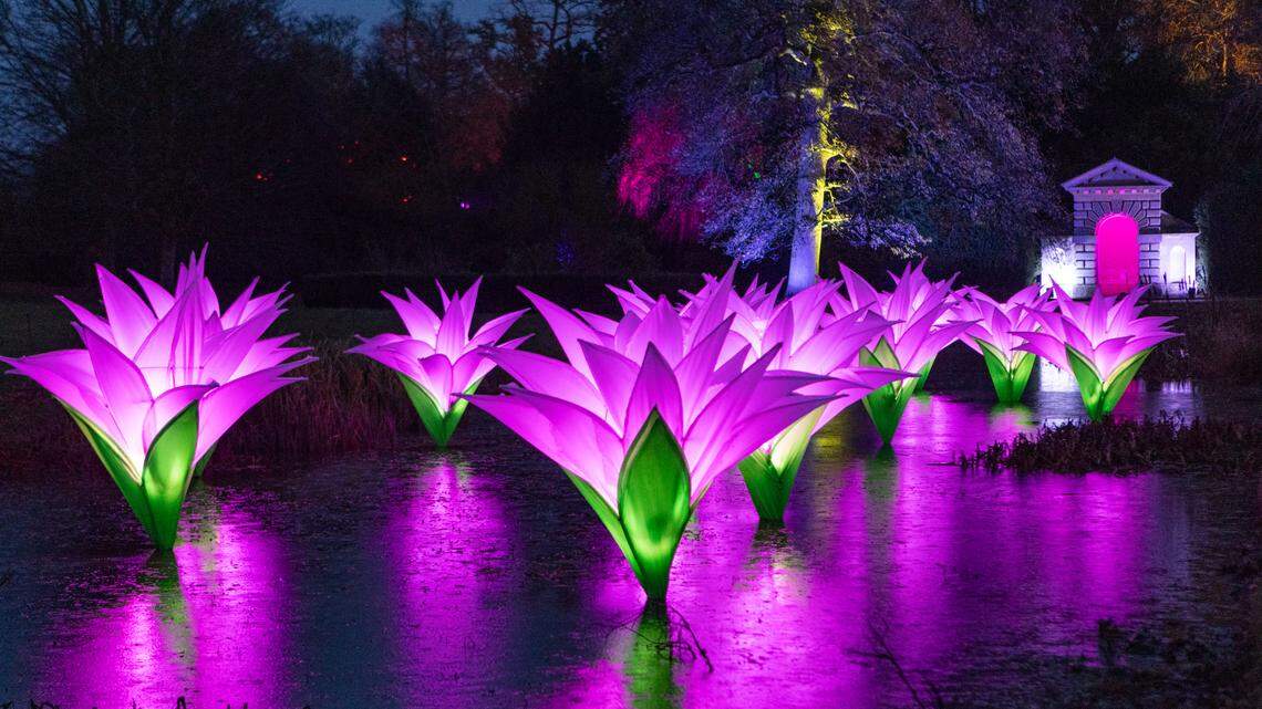 Seven pink lily sculptures stand up right and glow against the dark evening sky. 