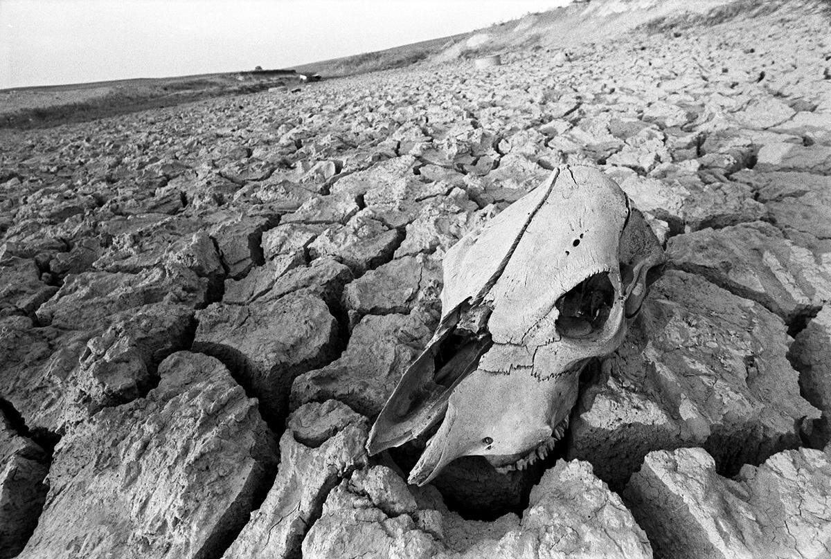 Aug. 1, 1980: A cattle skull is seen resting on dry, cracked clay near Azle, Texas.