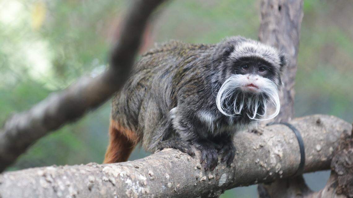 Two emperor tamarin monkeys are missing after Dallas Zoo officials found their habitat had been intentionally tampered with.