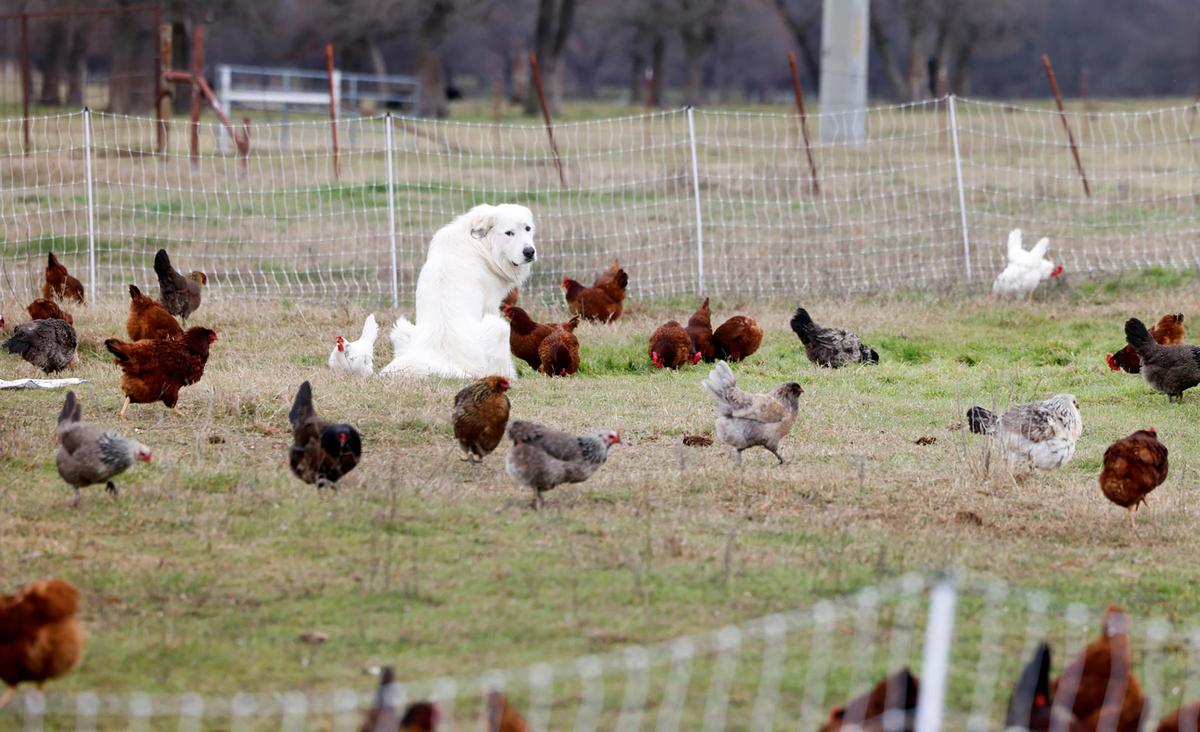 Guard dog Gunner watches over chickens at JMZ Farms on Tuesday, Feb. 11, 2025, in Bridgeport.
