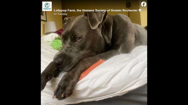 Clint is patiently waiting for his forever home.