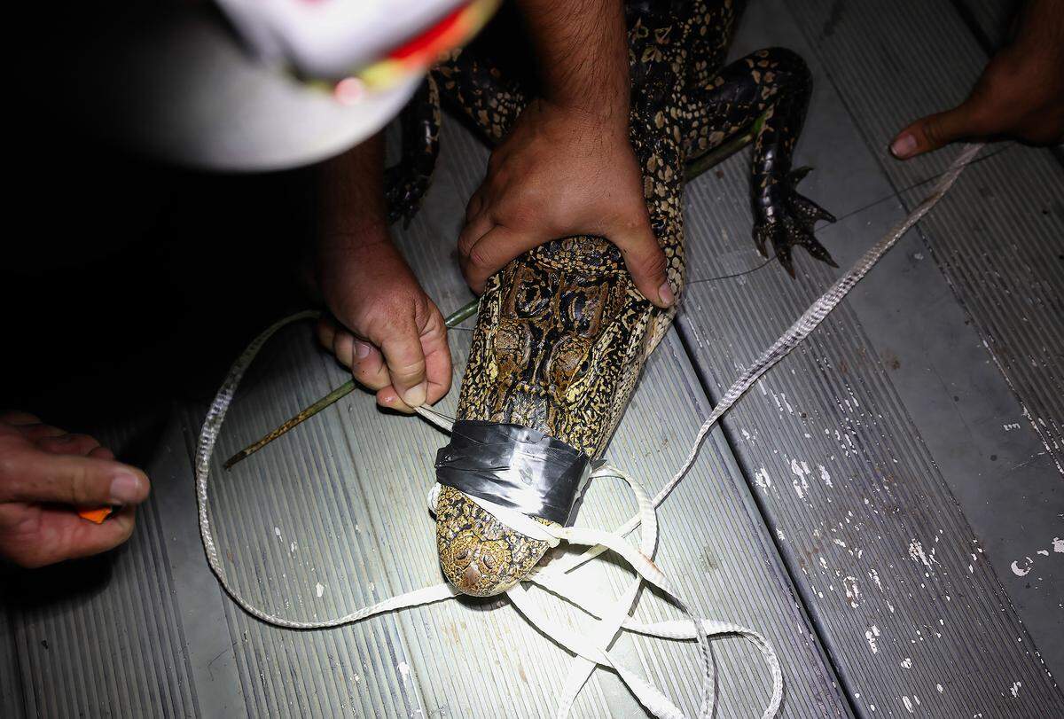 A hand holds down the head of a medium sized alligator. The mouth is taped shut with black tape.