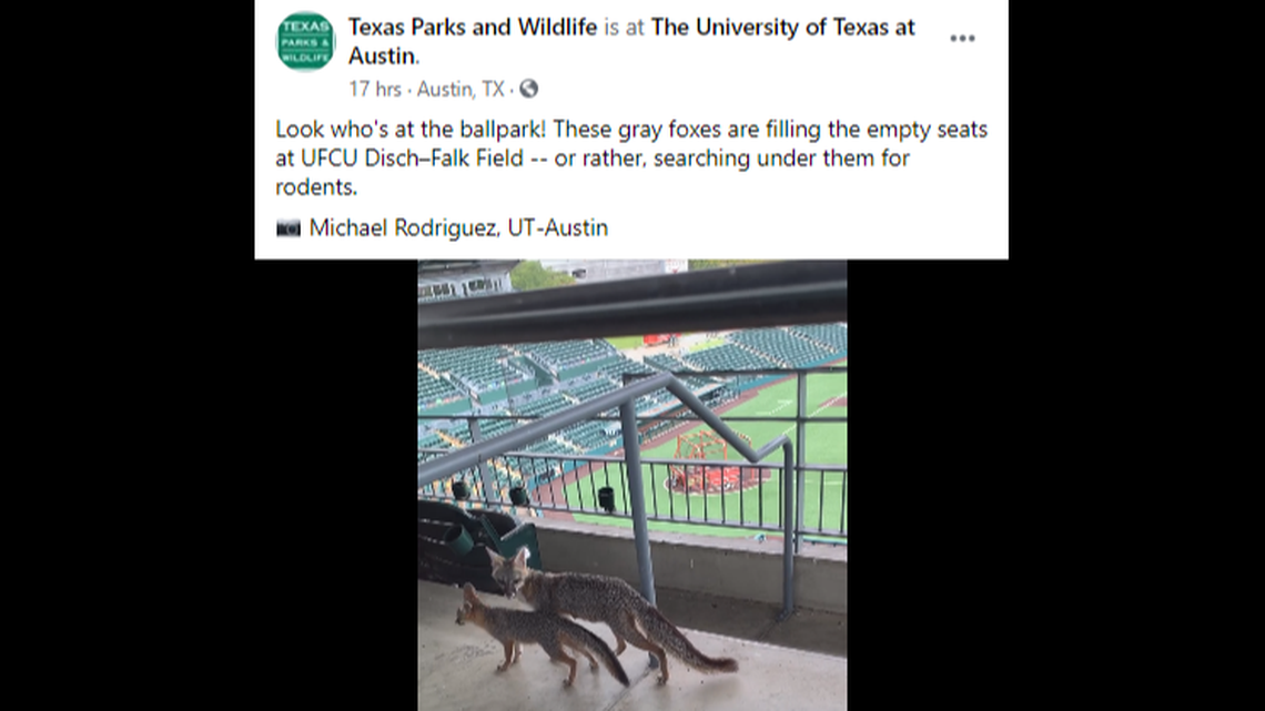A family of foxes has apparently moved into the University of Texas baseball stadium at Austin, as the COVID-19 pandemic continues to prevent crowds from gathering.