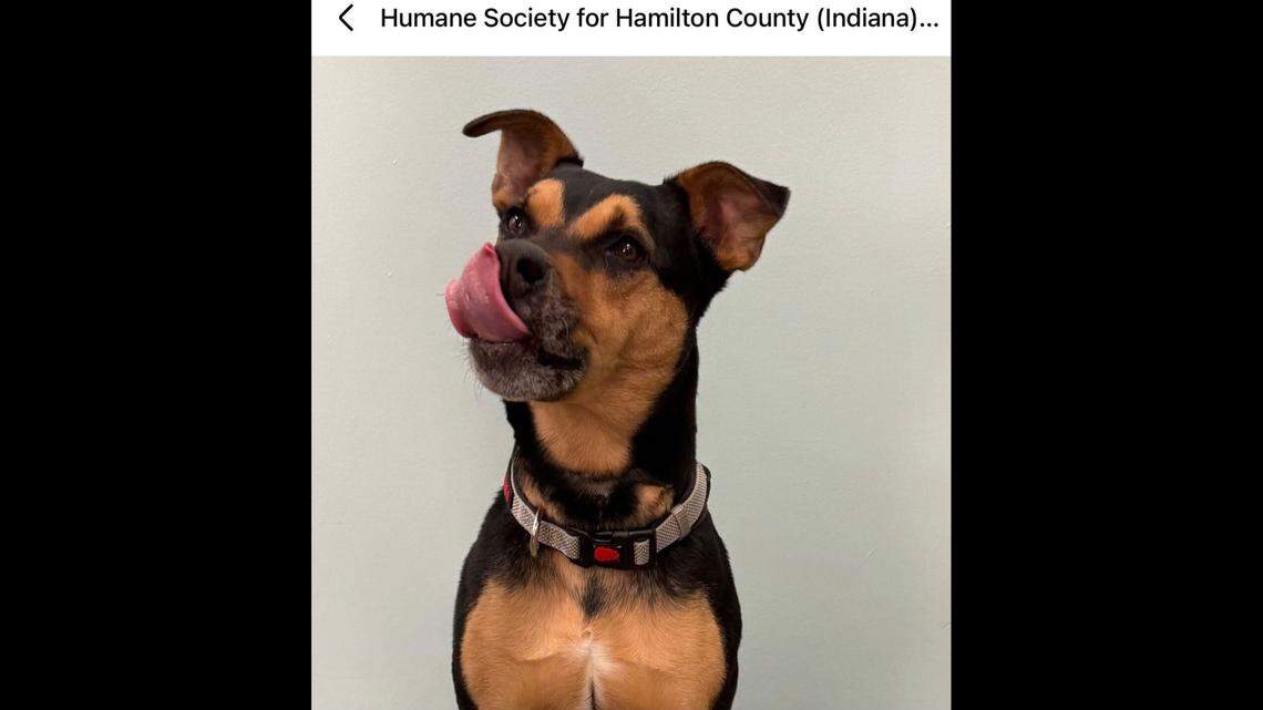 A gleeful Ryder looks on.