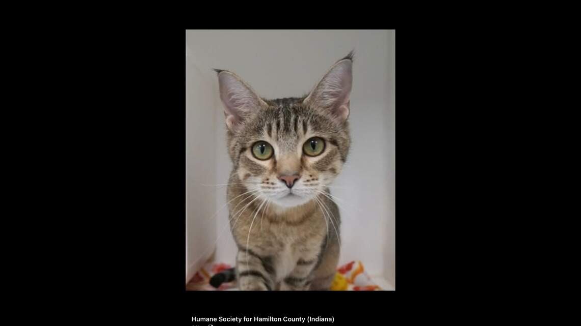 Brokenhearted cat has been waiting months to be noticed after return to shelter