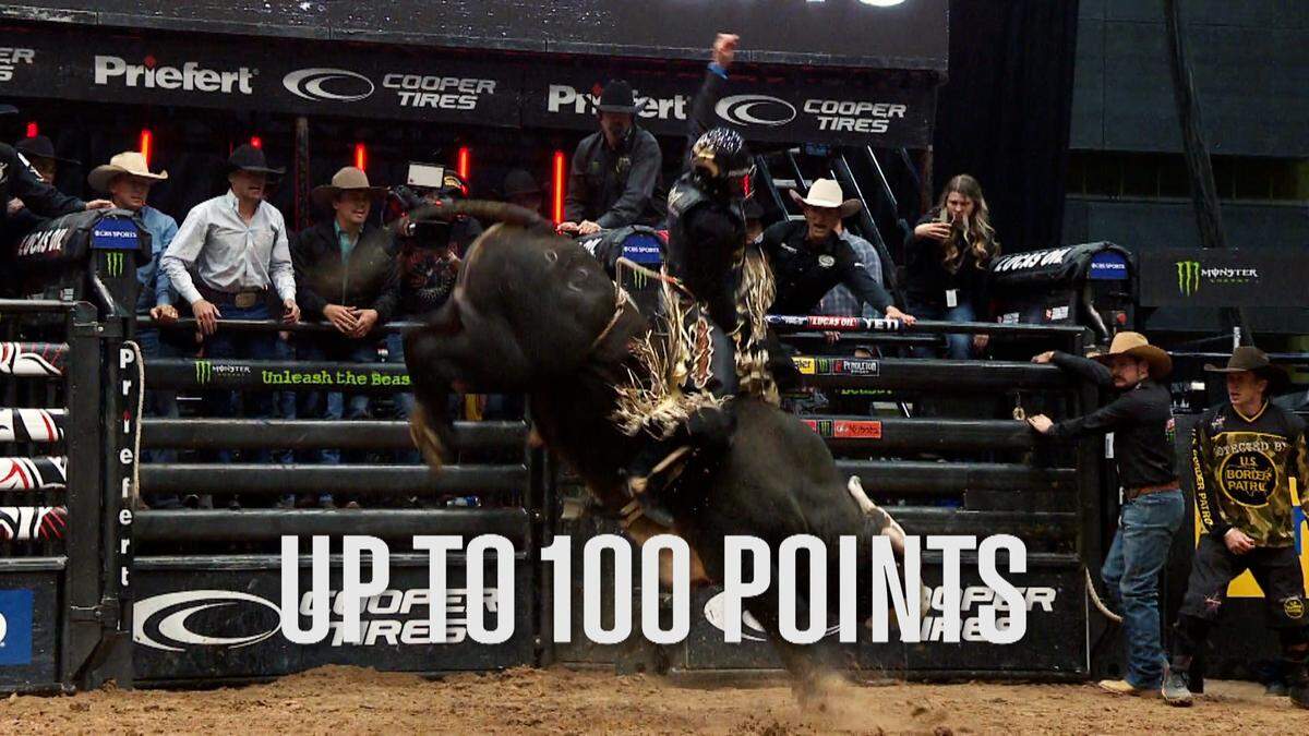 A bull at the start of ride.