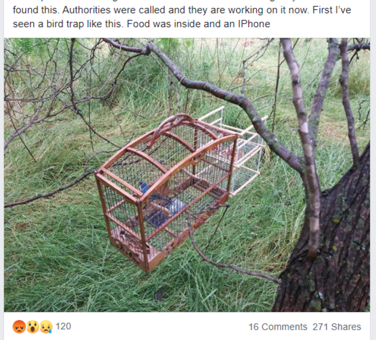 A post in a birders’ Facebook group showed an indigo bunting as bait in a trap for songbirds such as painted buntings.