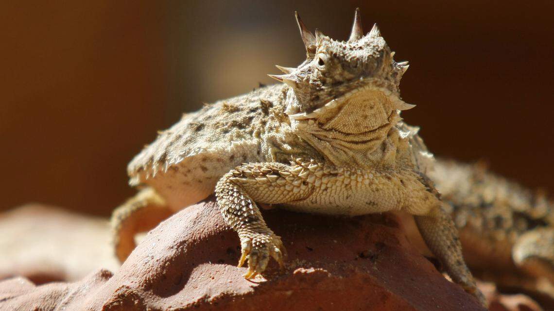 Horned lizard