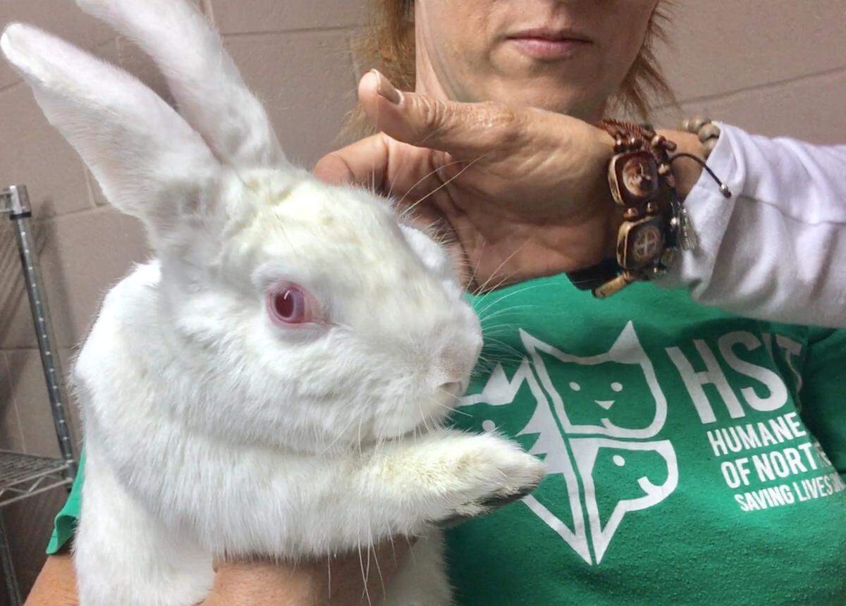 A Californian rabbit is among the exotic pets available for adoption at the Humane Society of North Texas' main location at 1840 E. Lancaster Avenue.
