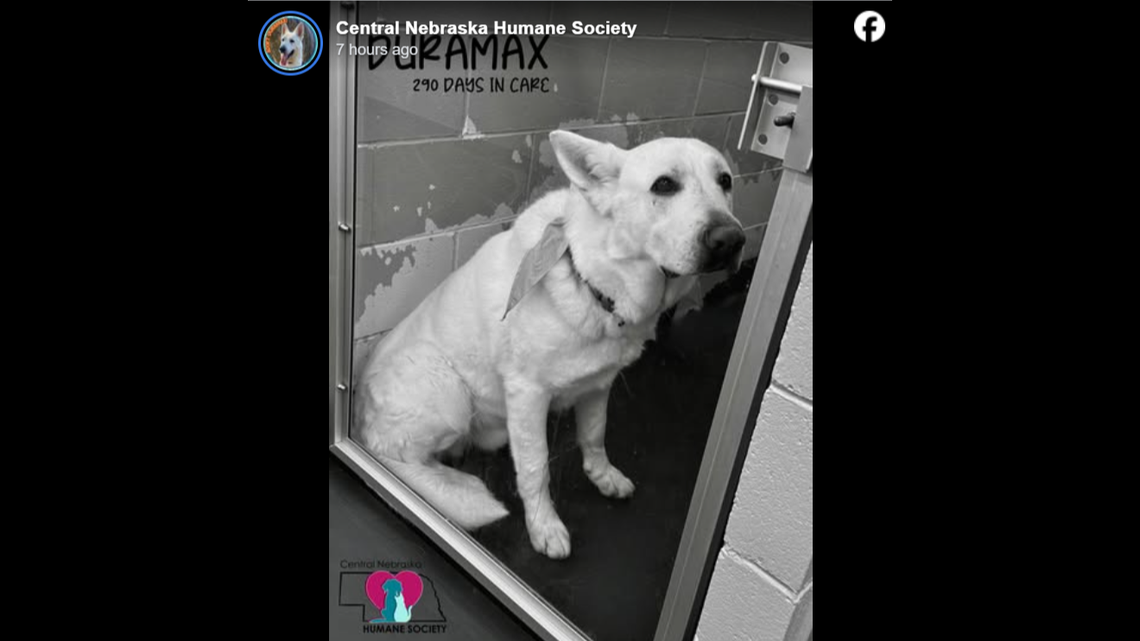 Duramax sits alone in his kennel.