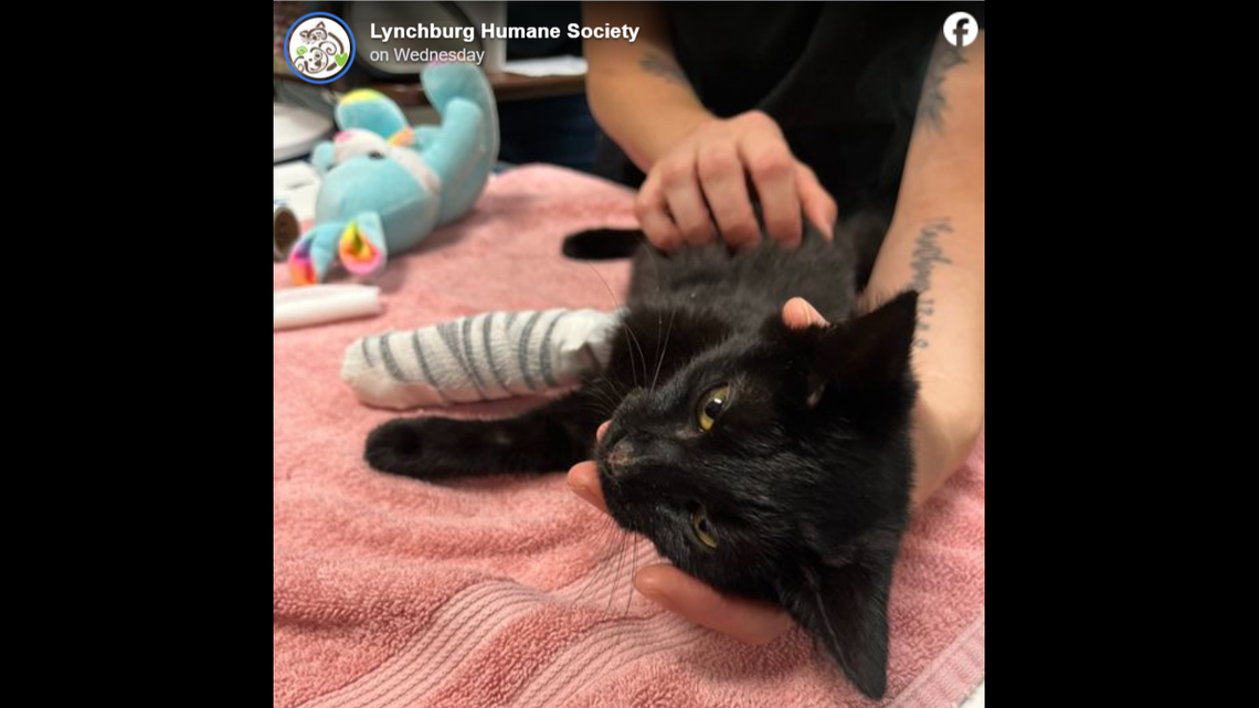 Kanga has proven to be a survivor