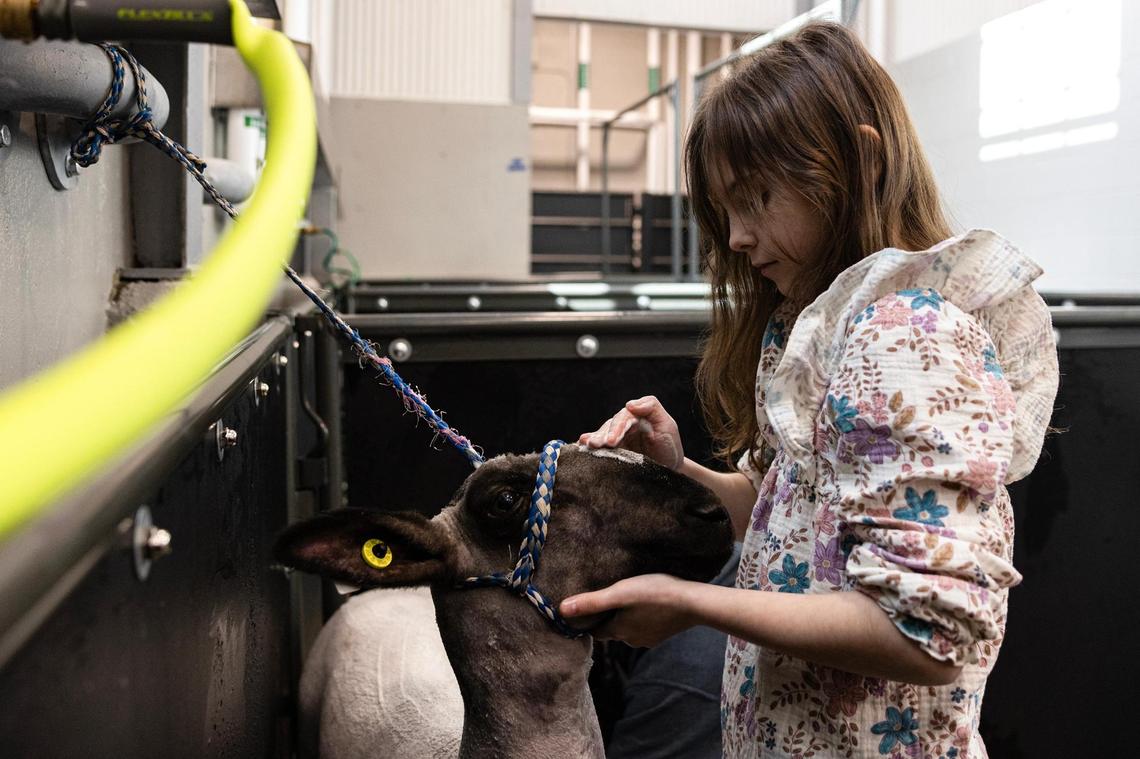 Rayleigh Whitt, 9, of Kaufman County 4H pets her show sheep Cali on Saturday, Jan. 25, during a shower the day prior to competing in the Fort Worth Stock Show & Rodeo.