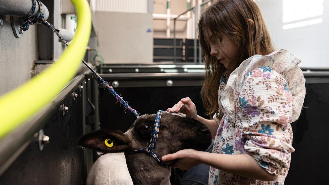 Rayleigh Whitt, 9, of Kaufman County 4H pets her show sheep Cali during a shower on Saturday, Jan. 25, the day prior to competing in the Fort Worth Stock Show & Rodeo.