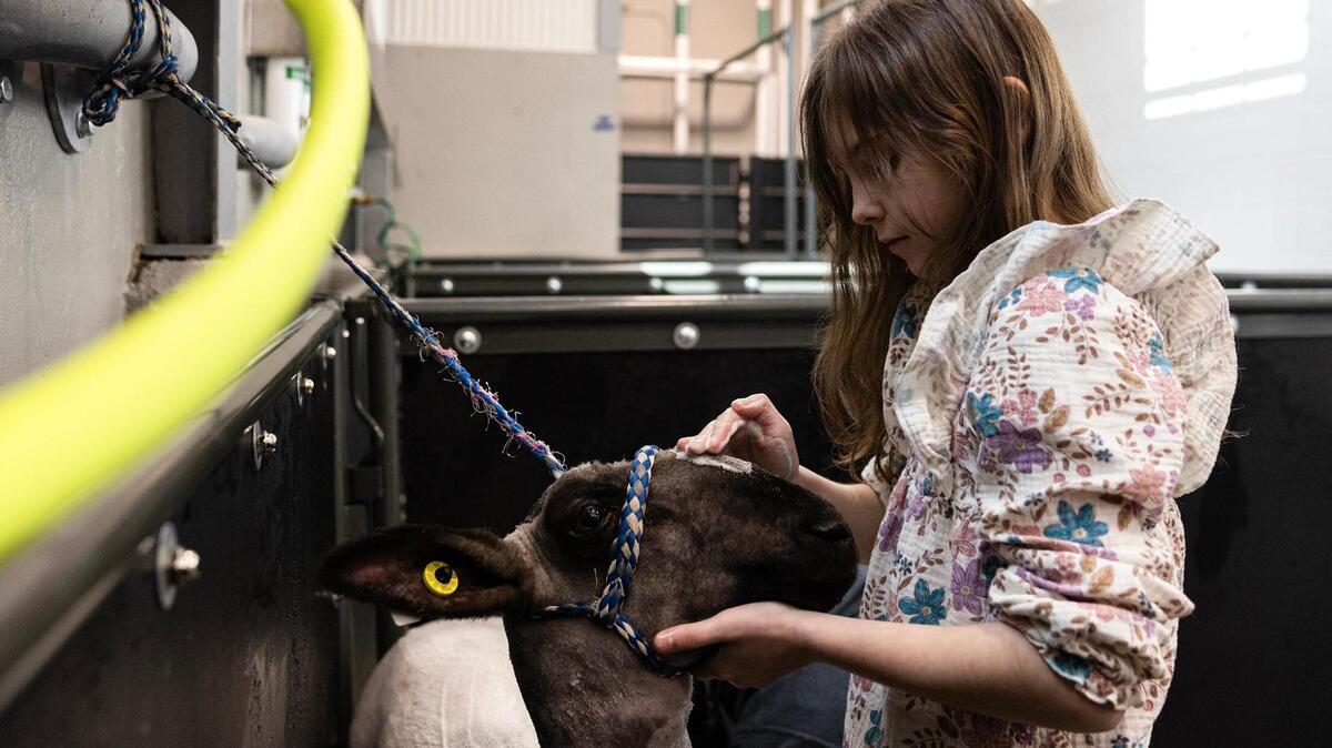 Rayleigh Whitt, 9, of Kaufman County 4H pets her show sheep Cali during a shower on Saturday, Jan. 25, the day prior to competing in the Fort Worth Stock Show & Rodeo.