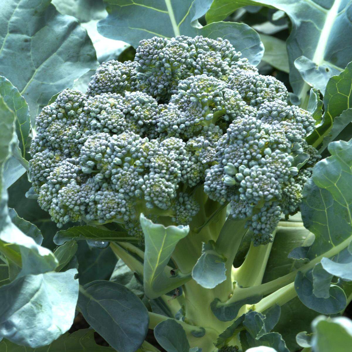 Plant broccoli transplants by mid-February.