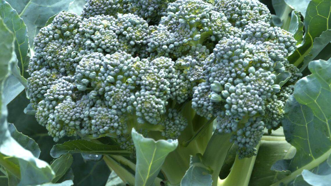 Here’s your North Texas landscape and garden checklist for spring