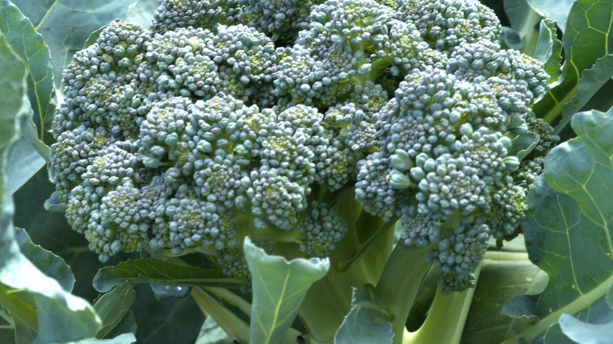 Plant broccoli transplants by mid-February.