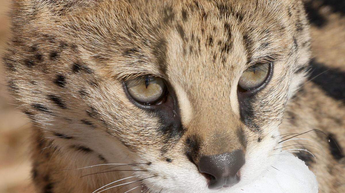 Jambo, a Serval, carries a snowball in his mouth as he plays in the snow at the Cincinnati Zoo. A similar wild cat, owned by Stacy Elliott, the father of Dallas Cowboys’ running back Ezekiel Elliott, is facing 21 charges stemming from an October incident.