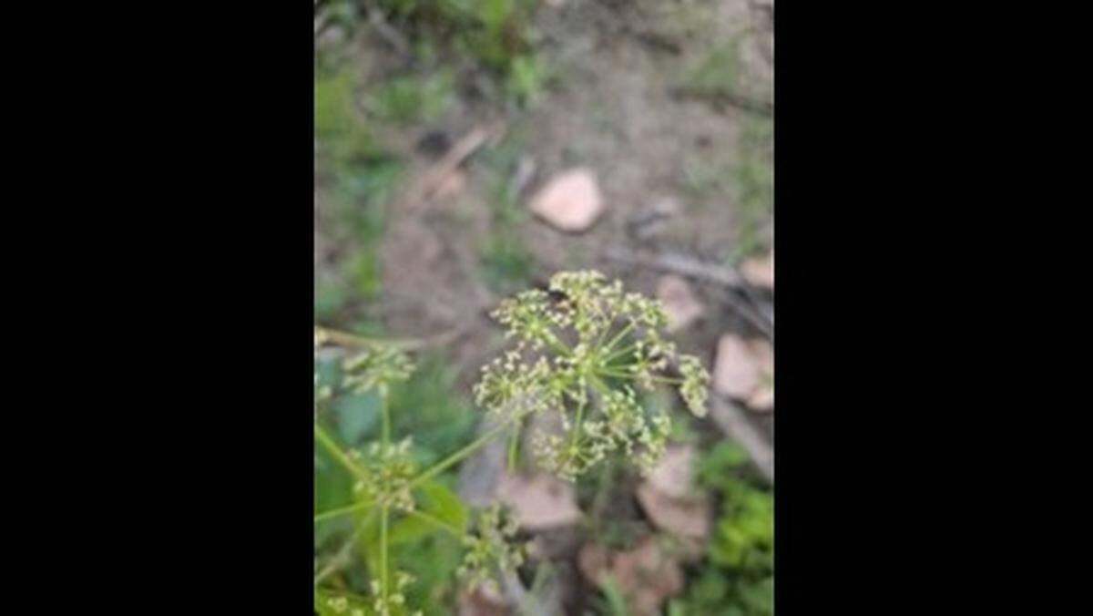 Water hemlock produces a violent convulsive toxin.
