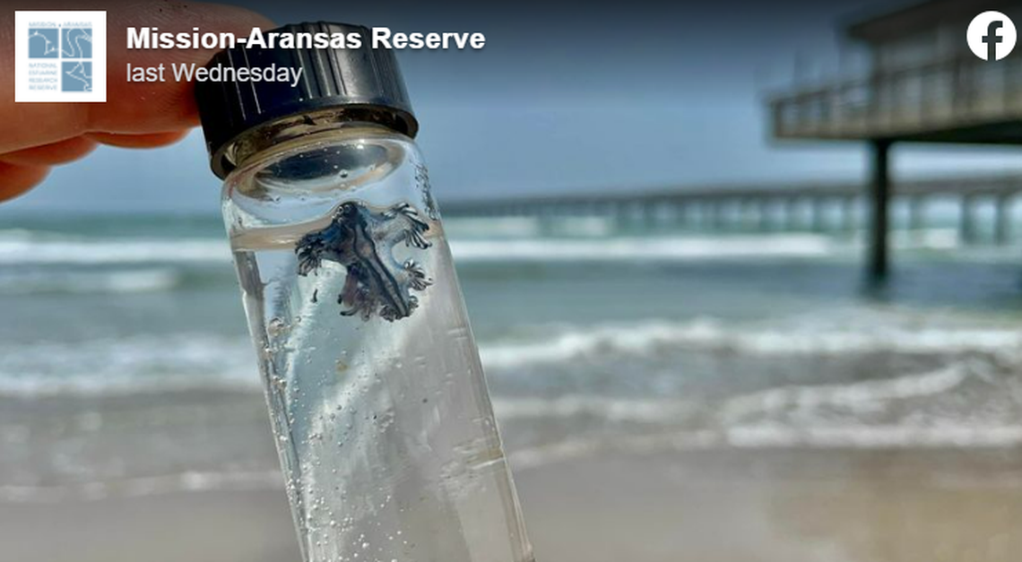 The sea slugs only grow up to 3 cm long, on average, experts say.