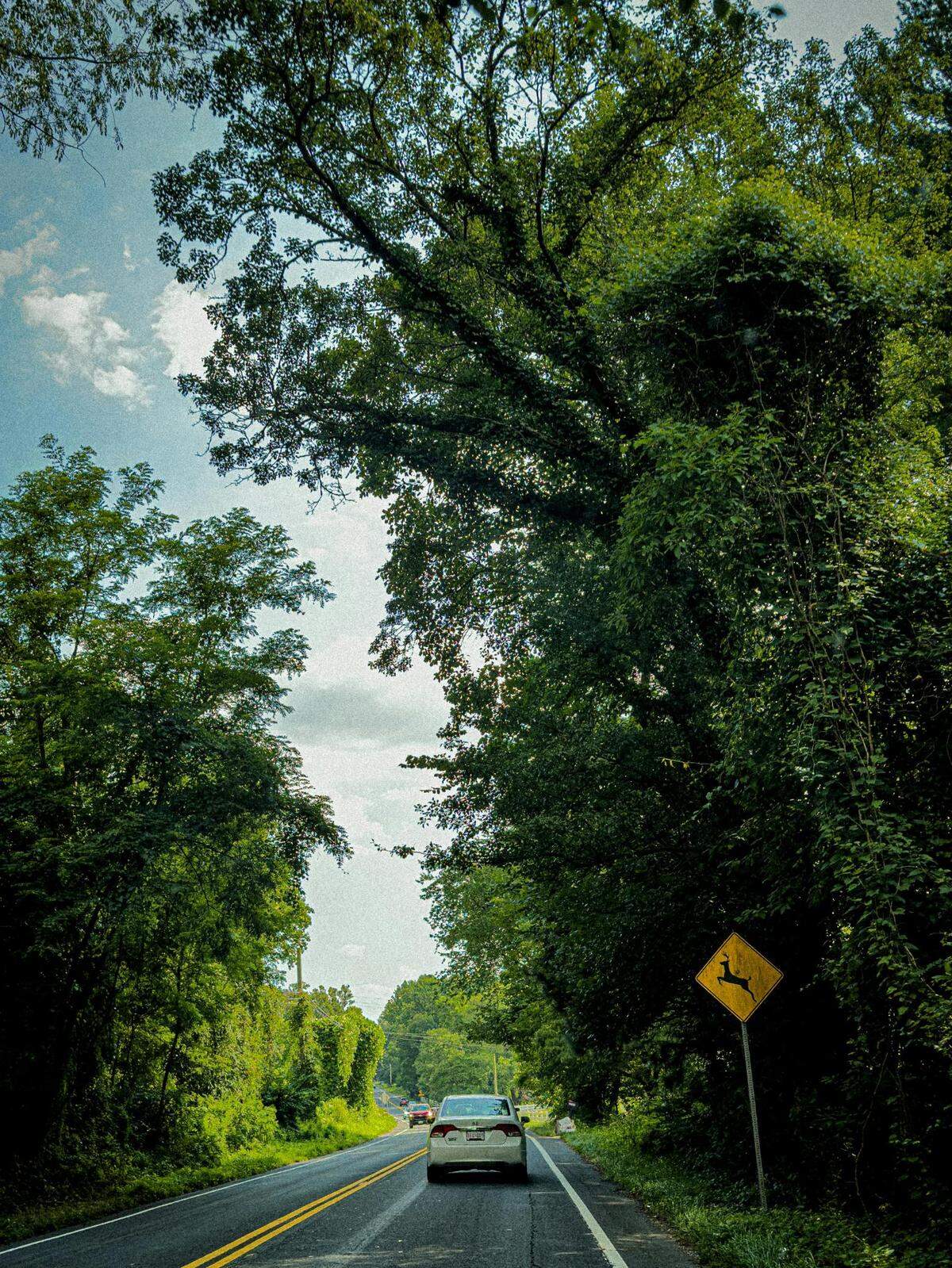 Deer crossing signs are bright yellow diamonds to tell drivers that the area is heavily populated and to stay on alert for road crossing.