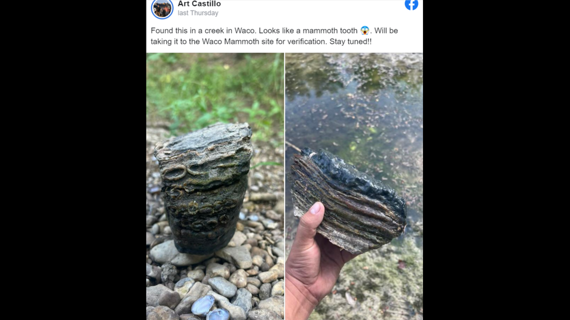 A man in Waco, Texas, found an ancient mammoth tooth in a creek by a hiking trail.
