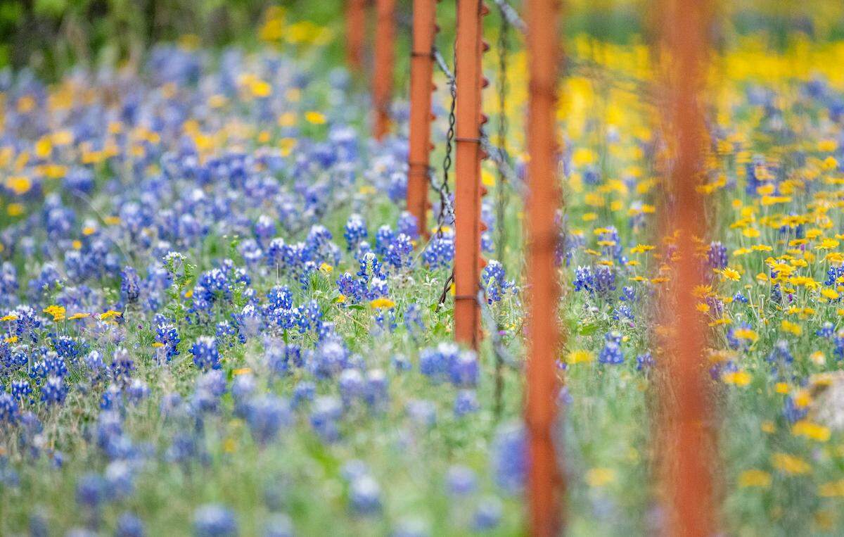 Contrary to various folk stories and legends claiming that the plant originated outside the state, bluebonnets are native to Texas, according to the Texas State Historical Association.