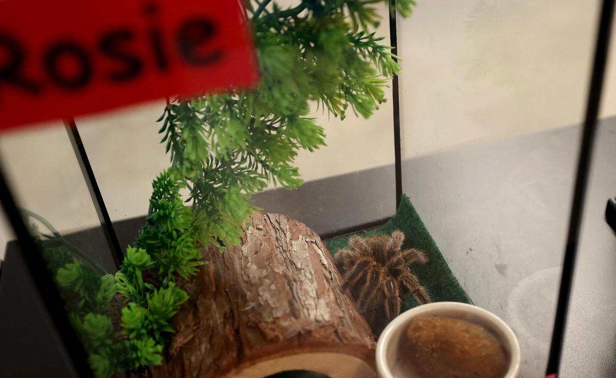 Rosie the rose hair tarantula is just one of the many animals students can observe in a science class at the new Annie Richardson Bass Lower School at Fort Worth Country Day on Tuesday, Feb. 18, 2025.