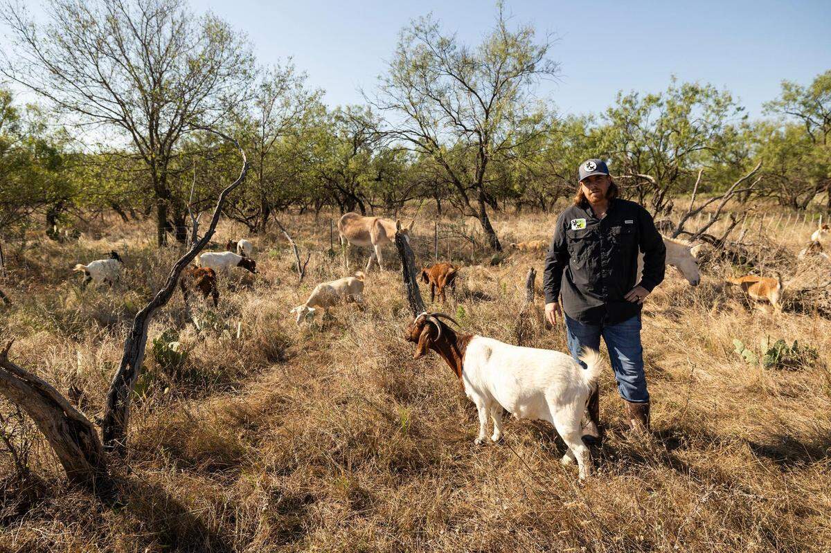 Greg Kalldin, the owner of the Goats on the Go Weatherford affiliate, watches over the goats as they work on clearing a new patch of land in Jacksboro in September.