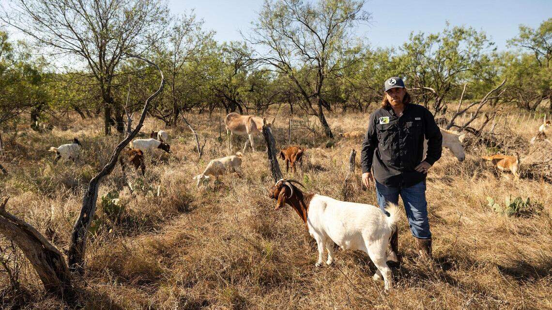 PHOTOS: How goats play a role in managing Texas wildfires | Fort Worth ...