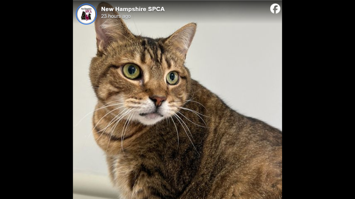 Tiger was scared and alone after losing his beloved owner.