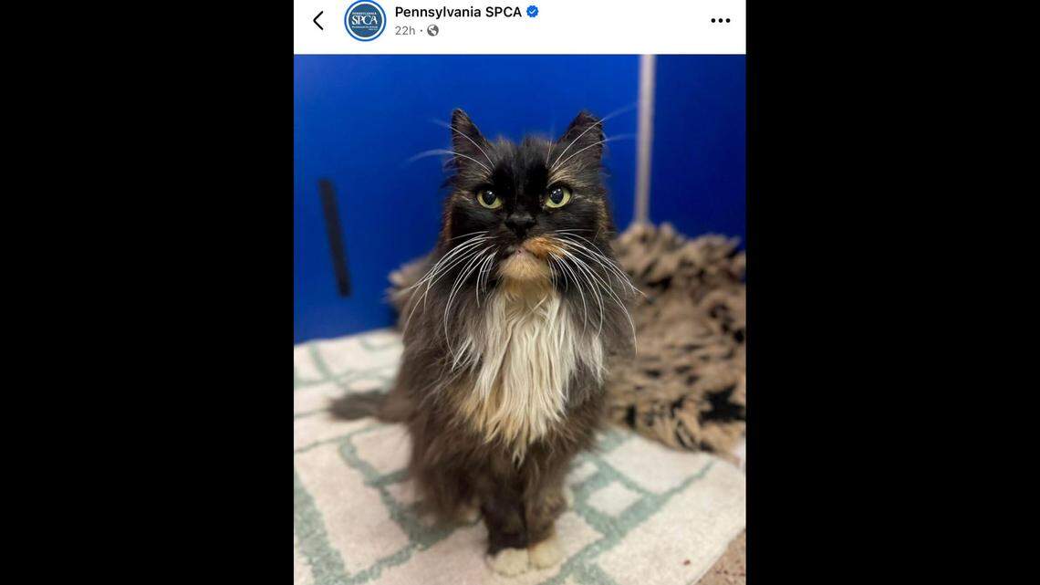 ‘Gentle’ shelter cat greets everyone with soft purrs, but she can’t find a home