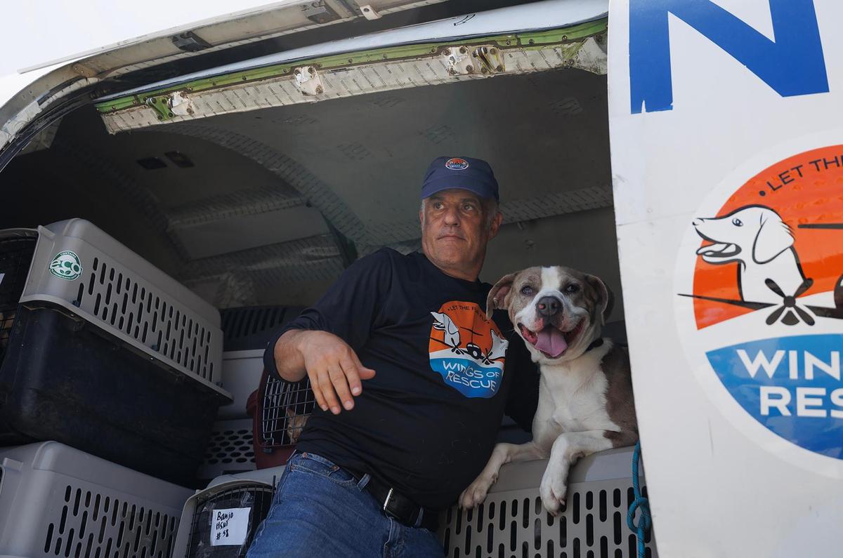 Ric Browde, CEO of Wings of Rescue, holds a dog that escaped his crate after landing at Texas Jet in Fort Worth on Thursday, July 10, 2025, in Fort Worth.
