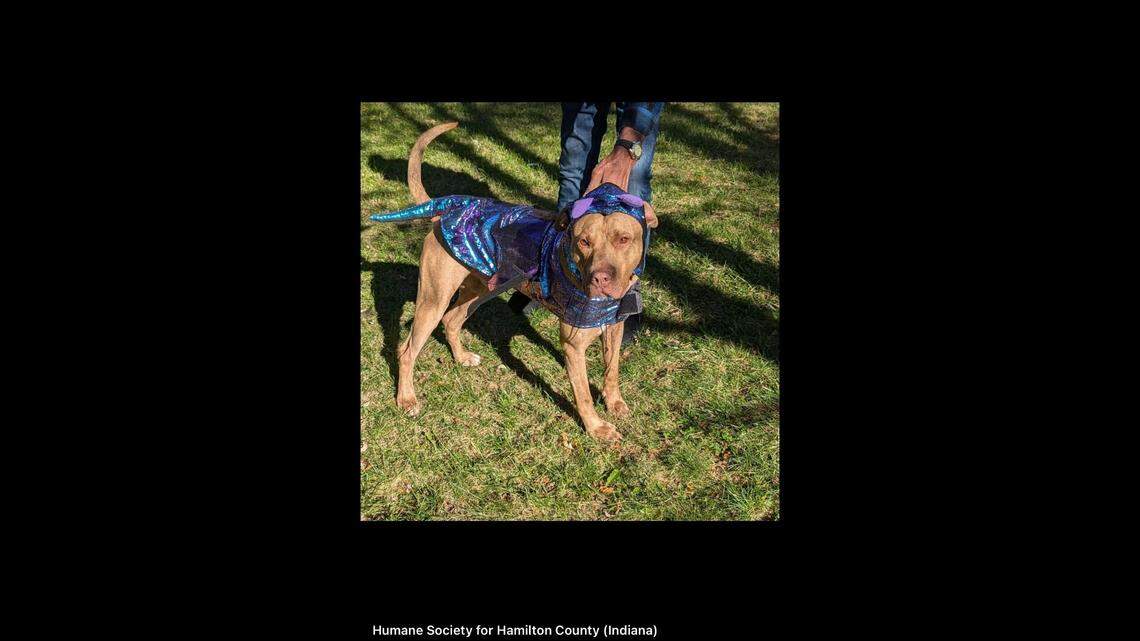 Gilly in all his glory.