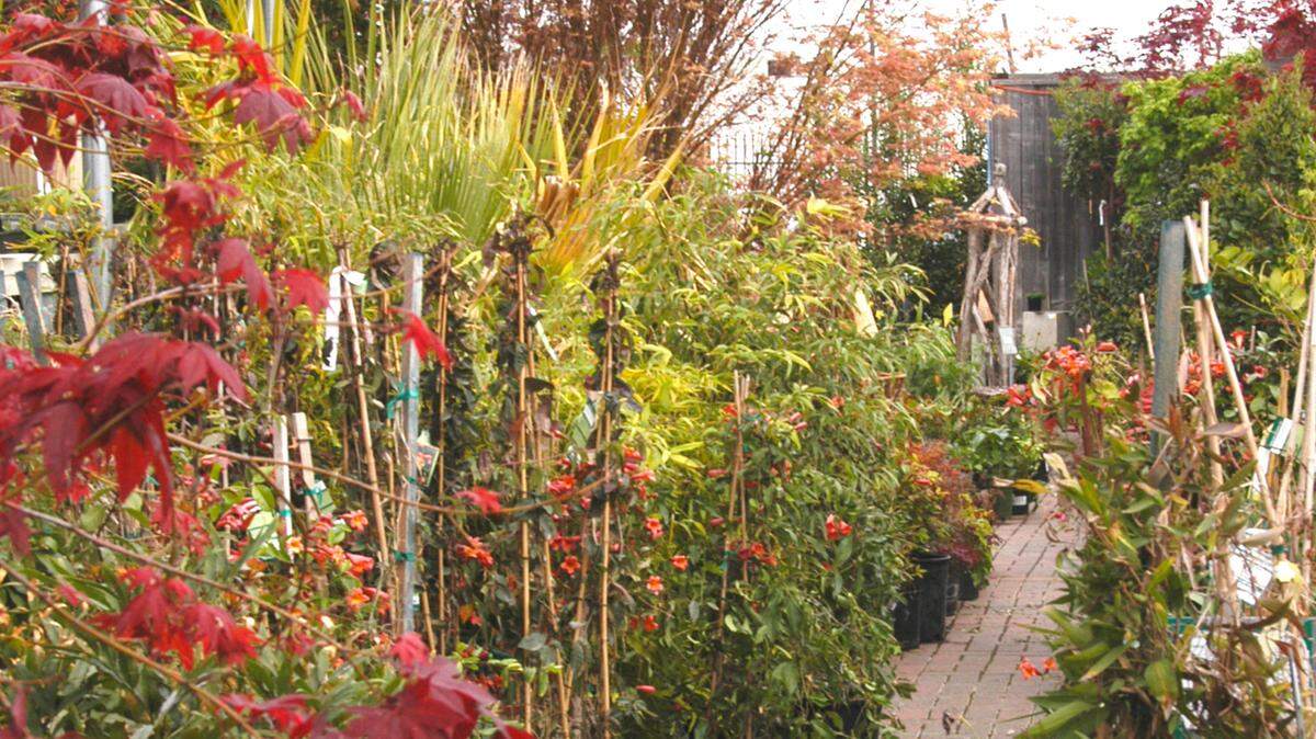 Nursery supplies are catching up after they ran out of stock following the 2021 freeze.