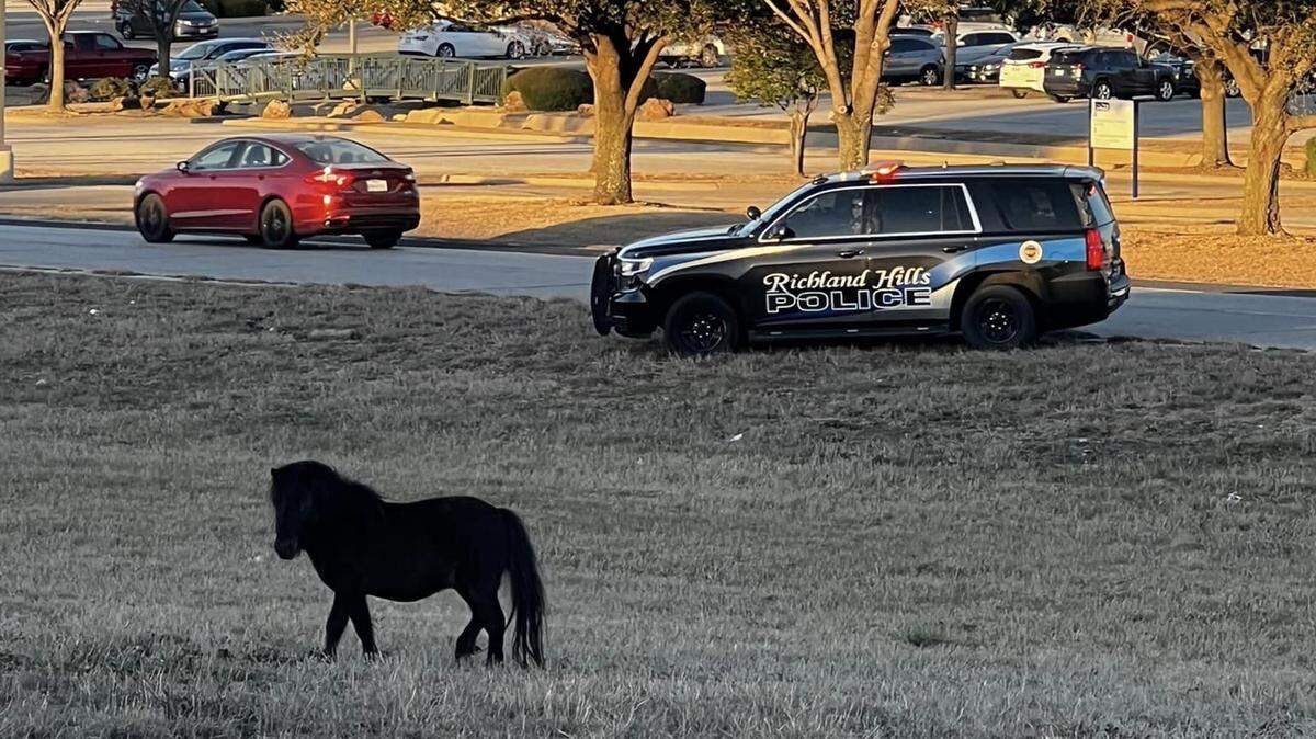 Pony walking with police vehicle in the back. 