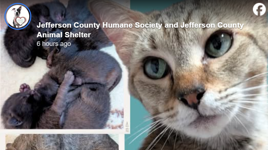 Iris and the kittens